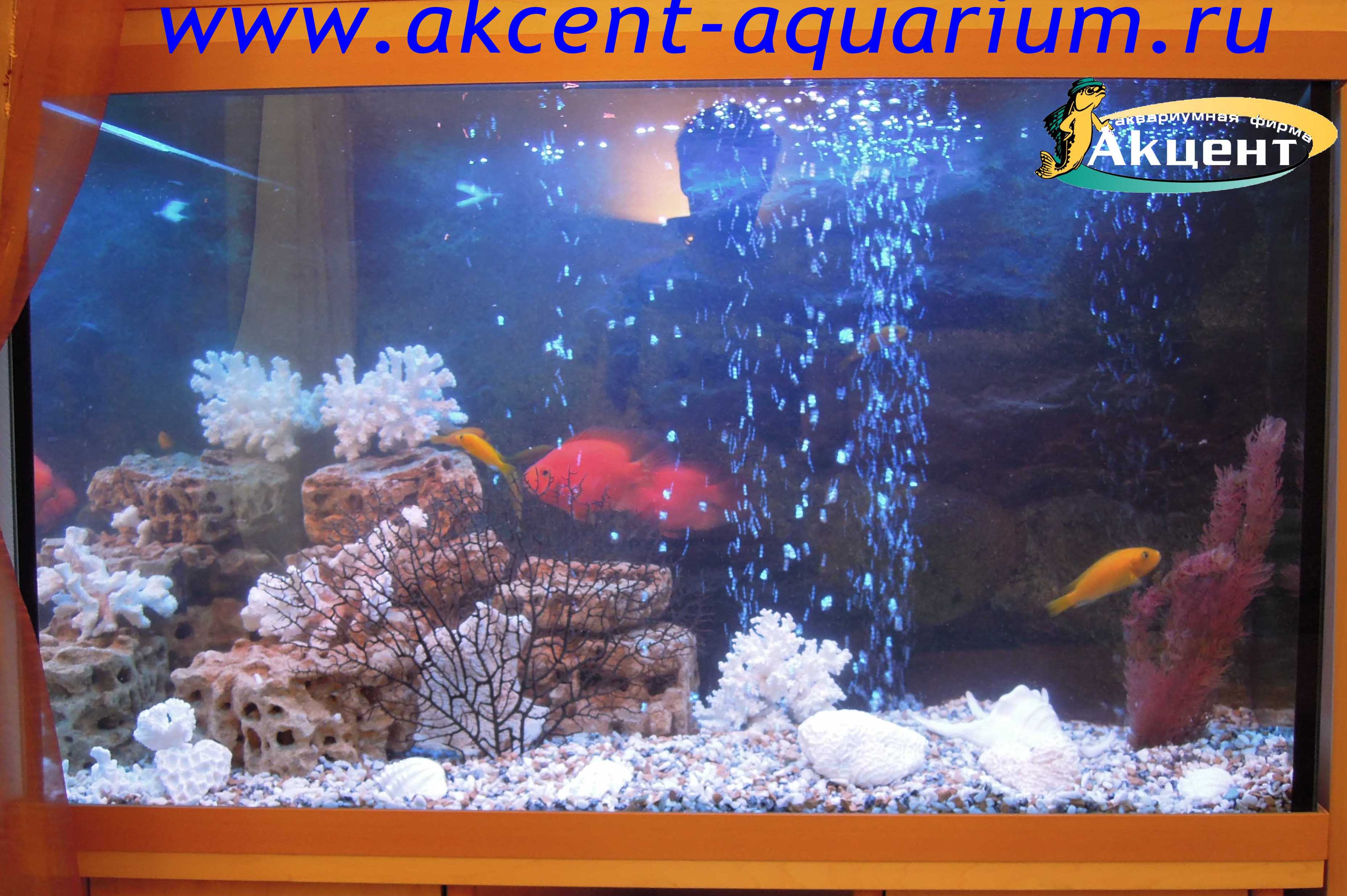 Акцент-аквариум, аквариум 350 литров, псевдоморе, африканские цихлиды, попугаи